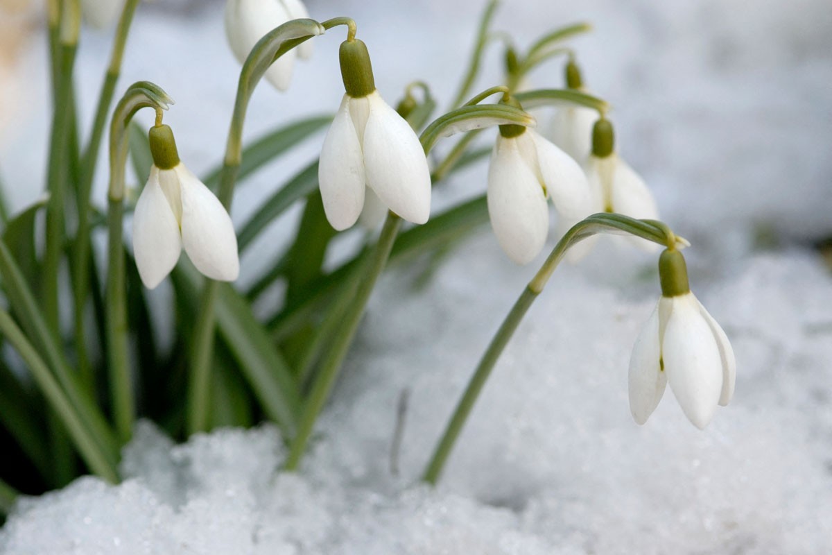 perces-neige-sous-neige-fin-d-hiver-dans-jardin-bios-119502.jpg