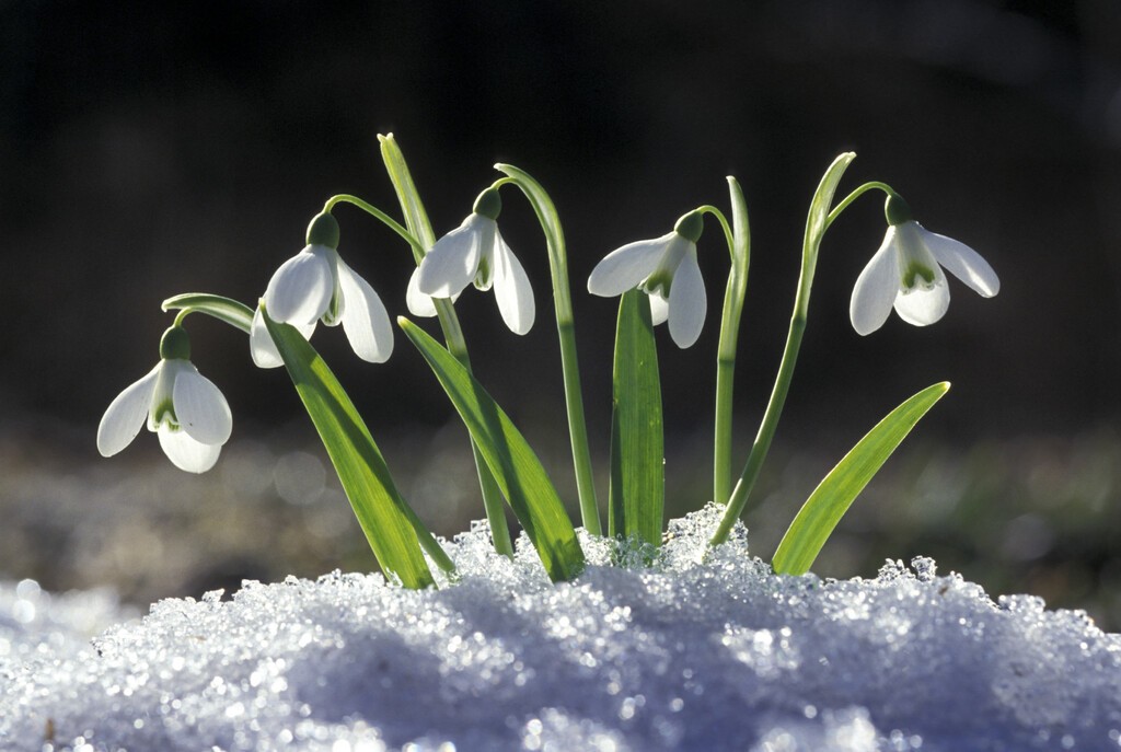 perce-neige-une-fleur-hivernale.jpg