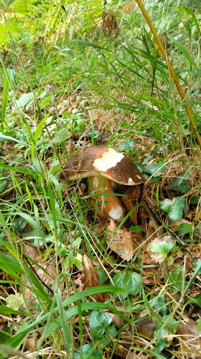 IMG20240919131328.jpg