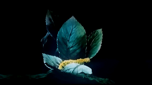 anim chenille.gif