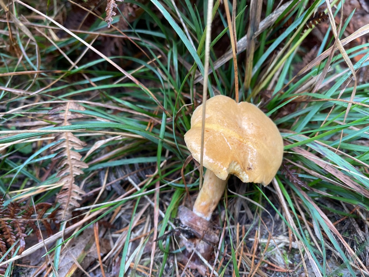 IMG_3603.JPEG