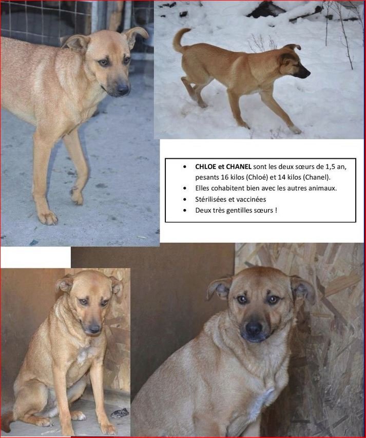 adopt.JPG