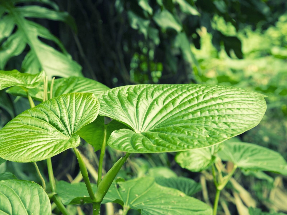 kava-kava-blaetter_istock-1165529086~-~media--a496dc81--query.jpg