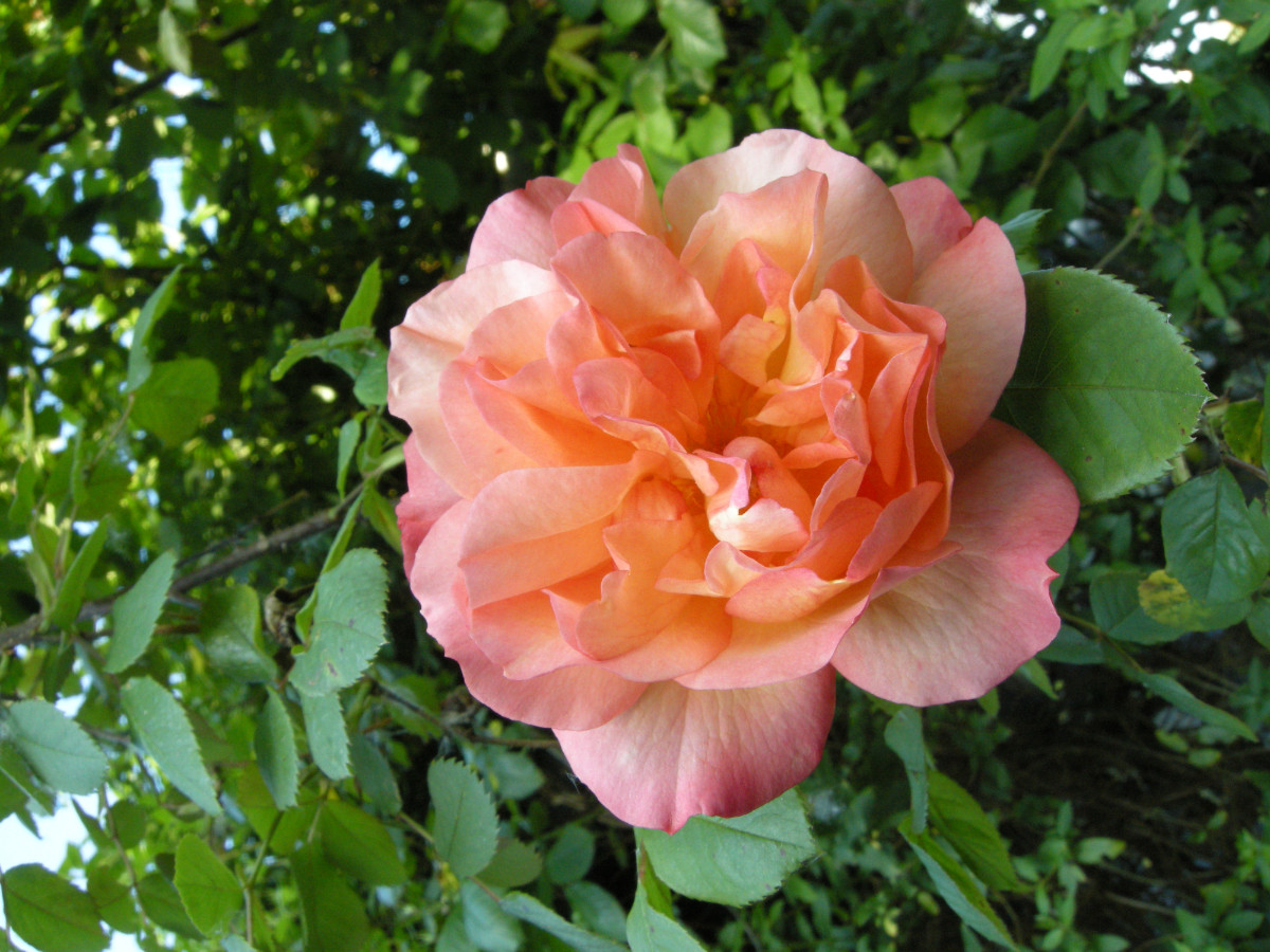 DSCN9571.JPG