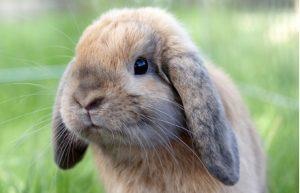 lapin-aux-oreilles-tombantes-300x193.jpg