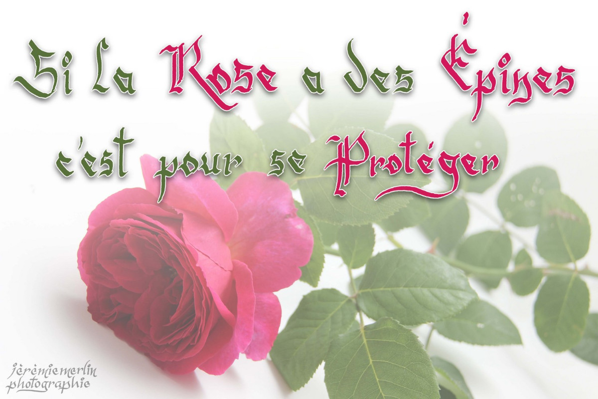 Rose_Epines_Proteger_Cll_mtg_1a.jpg