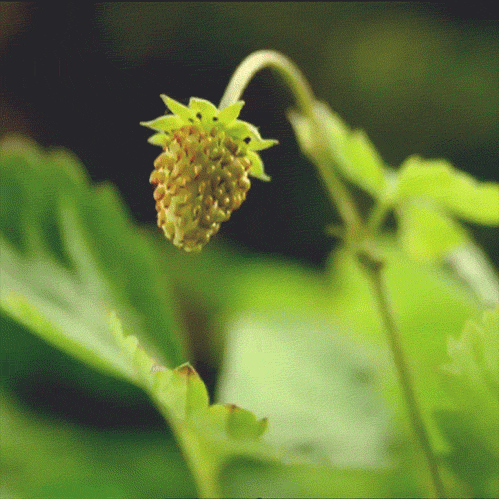 anim fraise.gif