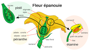 fleur épanouie.png