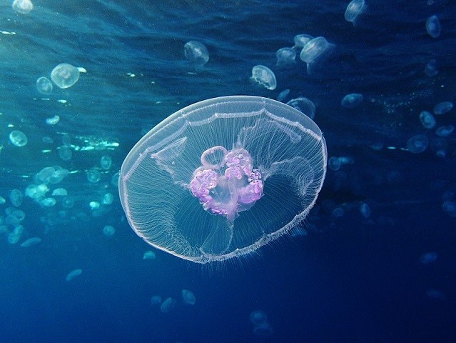 'Moon jellyfish, Gota Sagher' (Mer Rouge) by Alexandrer Vasenin.jpg