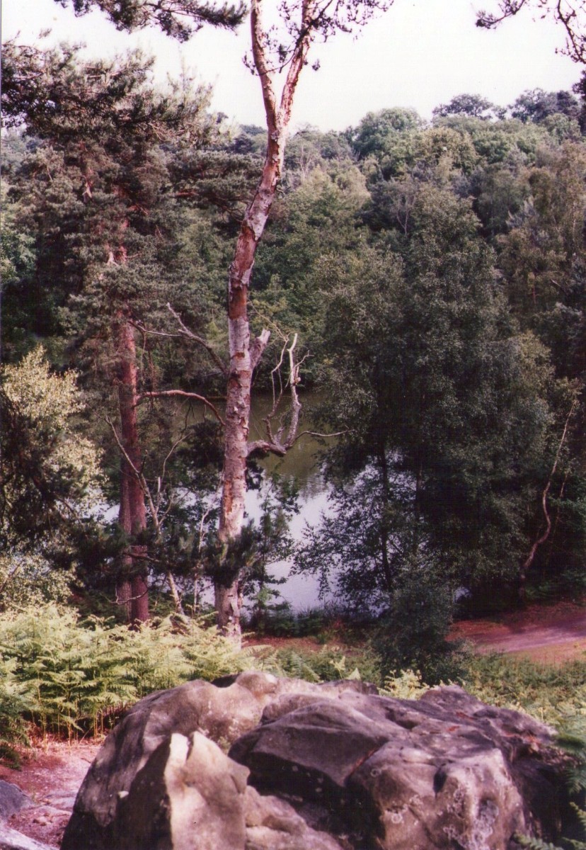 foret1.jpg