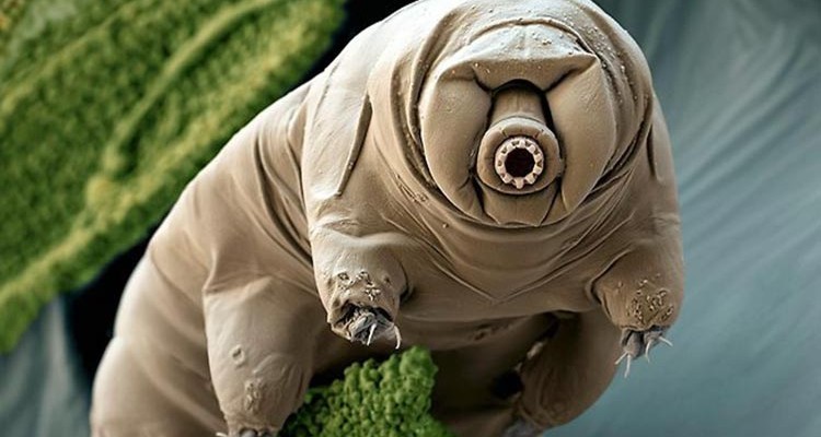 tardigrade.jpg